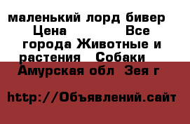 маленький лорд бивер › Цена ­ 10 000 - Все города Животные и растения » Собаки   . Амурская обл.,Зея г.